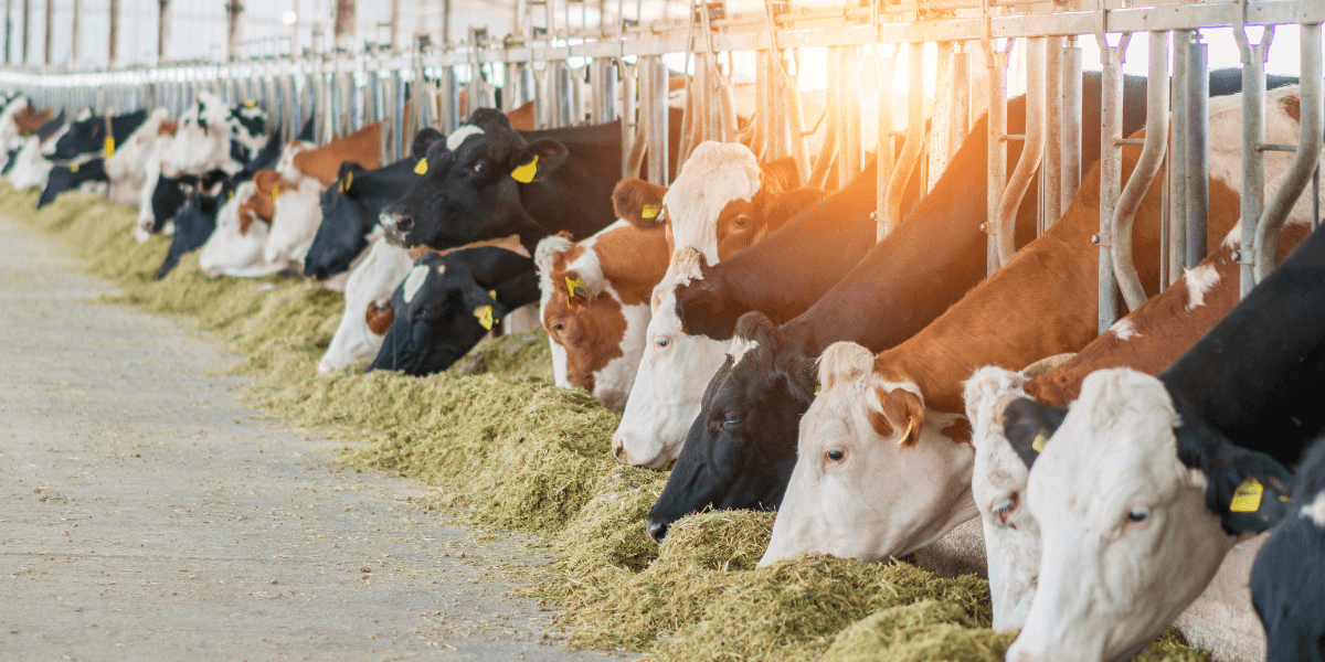 Antibiotiklərdən Düzgün İstifadə